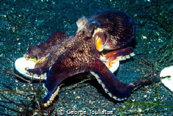 Coconut Octopus!!! by George Touliatos 